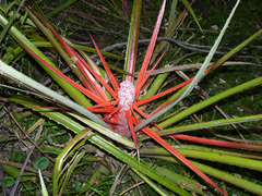 Bromelia balansae