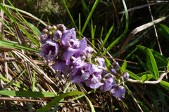 Angelonia integerrima