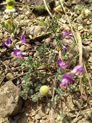 Astragalus emoryanus