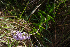 Angelonia integerrima
