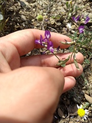 Astragalus emoryanus