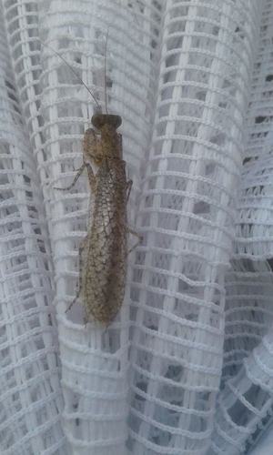 Holy Bark Mantid
