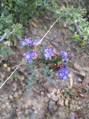 Phacelia congesta