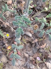 Phacelia congesta