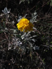 Psilostrophe gnaphalodes