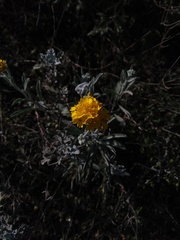 Psilostrophe gnaphalodes