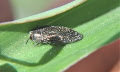 Acmaeodera setosa