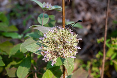 Pycnanthemum curvipes