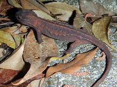 Echinotriton andersoni