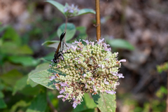 Pycnanthemum curvipes