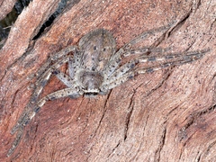 Isopedella pessleri