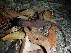 Echinotriton andersoni