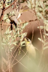 Ptilotula keartlandi