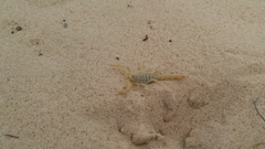 Paruroctonus utahensis