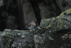 Charadrius modestus