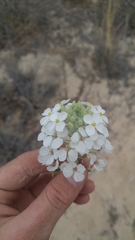 Dimorphocarpa wislizeni