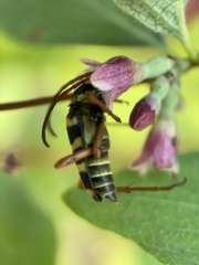 Stenostrophia tribalteata