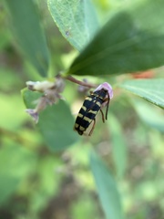 Stenostrophia tribalteata