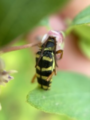 Stenostrophia tribalteata