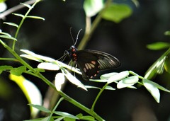 Parides neophilus