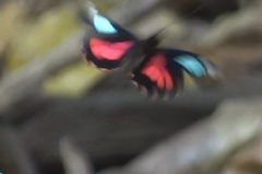Parides neophilus