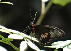Parides neophilus