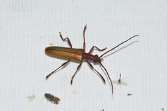 Centrodera decolorata