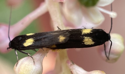 Flower moth photo 2