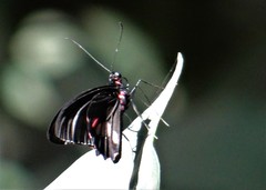 Parides neophilus