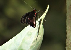 Parides neophilus