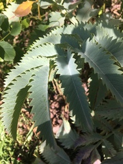 Sanguisorba officinalis