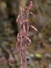 Bletia nitida