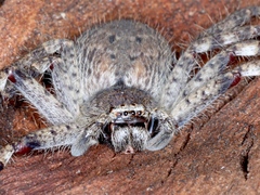 Isopedella pessleri