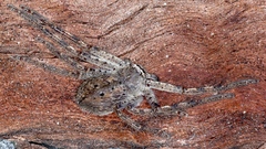 Isopedella pessleri
