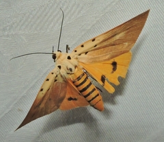 Asota iodamia