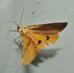 Asota iodamia
