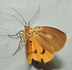 Asota iodamia