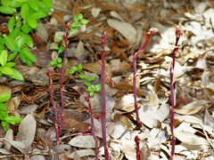 Bletia nitida