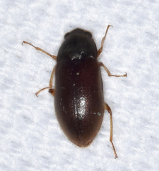 Pelonomus obscurus