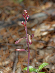 Bletia nitida