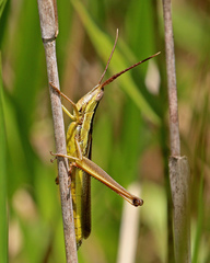 Mermiria intertexta