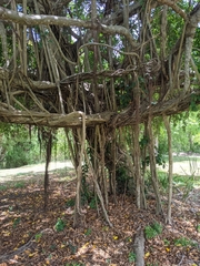 Ficus kurzii