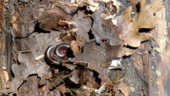 Pachyiulus oenologus