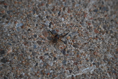 Xysticus texanus
