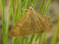 Mecyna submedialis