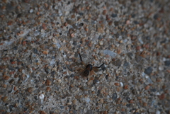 Xysticus texanus