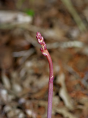 Bletia nitida