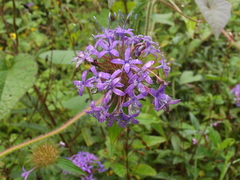 Crusea hispida