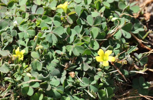 photo of Creeping Woodsorrel (Oxalis corniculata)