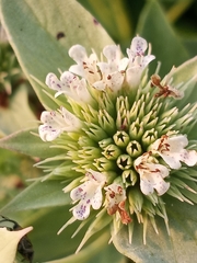 Pycnanthemum setosum